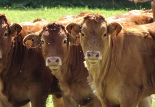 L'épidémie de dermatose nodulaire contagieuse bovine : ce qu'il faut savoir