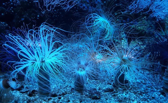 Du nouveau sur l'ancêtre commun à tous les animaux grâce à l'anémone de mer