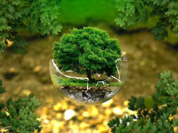 Vidéo : Les criseS de la biodiversité