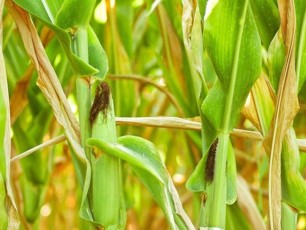 Food Evolution : la censure l'emporte contre le débat