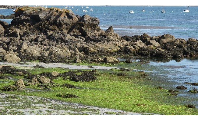 Les algues vertes sur le littoral breton : vers la fin d'une controverse ?