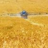 Le glyphosate est-il cancérogène ?