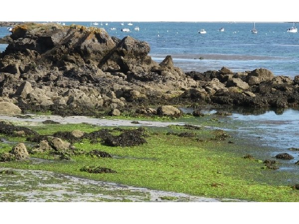 Les algues vertes sur le littoral breton : vers la fin d'une controverse ?