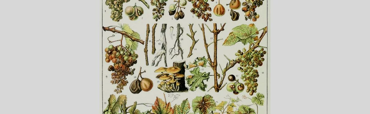 Biotechnologies végétales et biodiversité