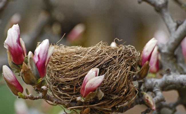 Une étude sur la diminution des populations d'oiseaux en Europe