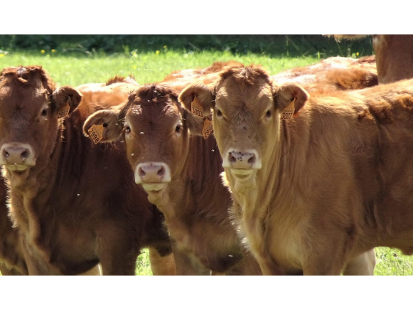 L'épidémie de dermatose nodulaire contagieuse bovine : information et désinformation