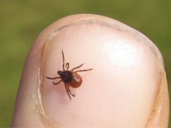 Un appel des directeurs des Centres Nationaux de Référence (CNR) en soutien du CNR des Borrelia