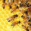 Vidéo : La mortalité des abeilles