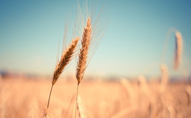 [Mardi 1er juin 2021 - webconférence] Et l'Homme créa les plantes (pour mieux se nourrir)