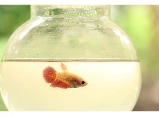 Expérimentation biomédicale et respect de l'animal