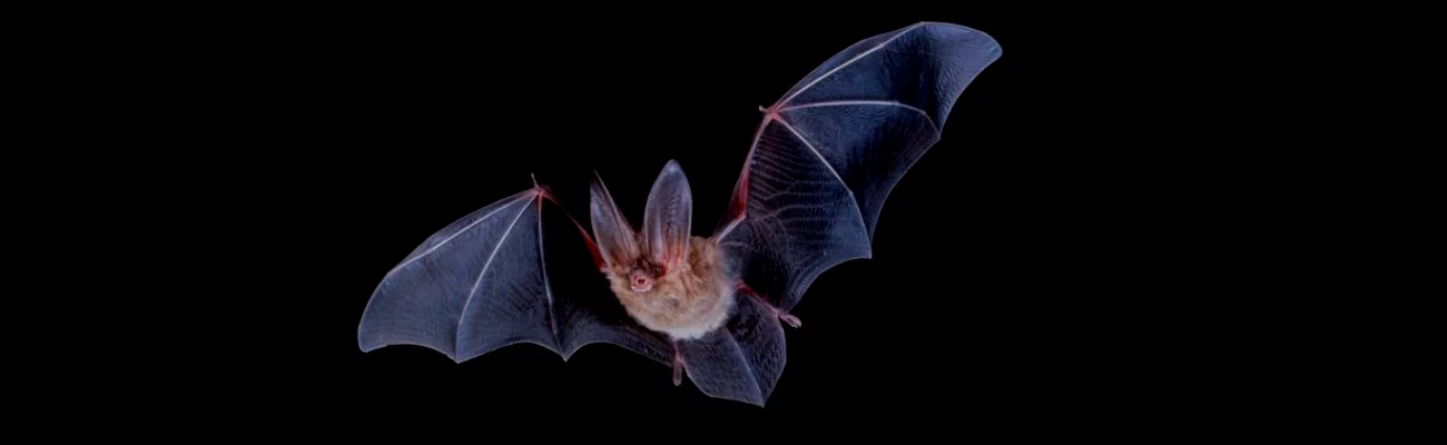 L'origine de la zoonose et les modes de contamination