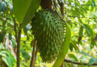 Le corossol : une plante « 10 000 fois plus puissante que la chimiothérapie » ?
