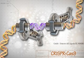 CRISPR-Cas9 : un scalpel génomique à double tranchant