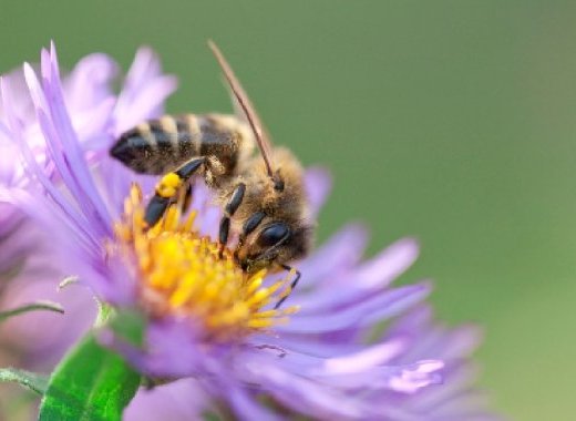 [12 avril 2022 - Webconférence] Dis, une abeille ça pique ?