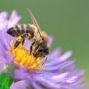 [12 avril 2022 - Webconférence] Dis, une abeille ça pique ?