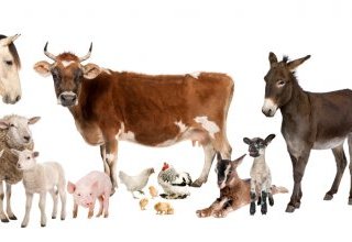 Veau, vache, cochon, couvée et remèdes homéopathiques