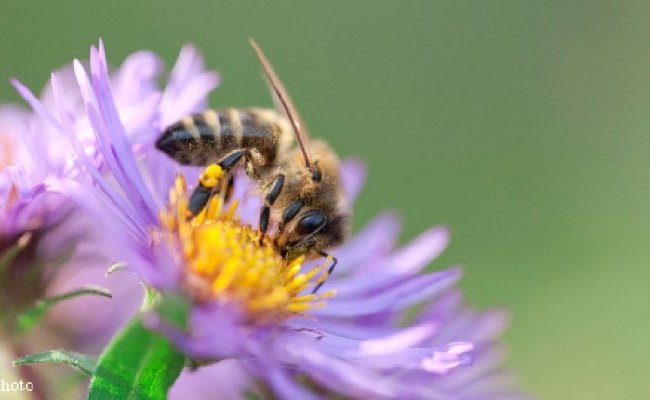 [12 avril 2022 - Webconférence] Dis, une abeille ça pique ?