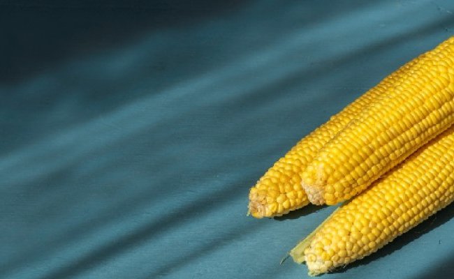 Les OGM : menaces ou espoirs, données scientifiques