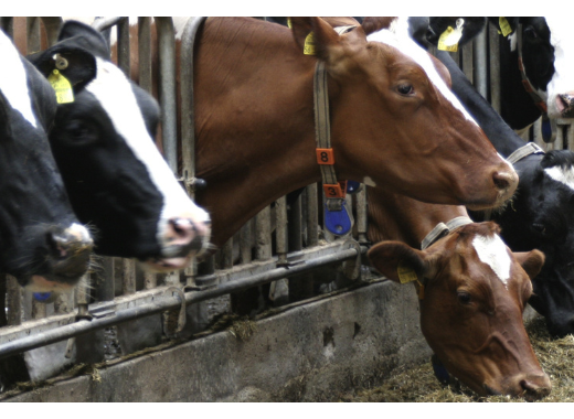 L'épidémie de dermatose nodulaire contagieuse bovine : ce qu'il faut savoir