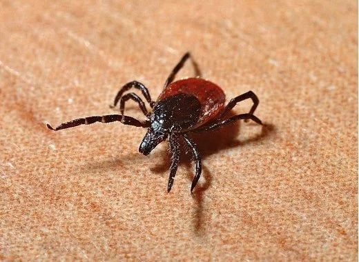 La bactérie dans la nature et sa transmission à l'être humain