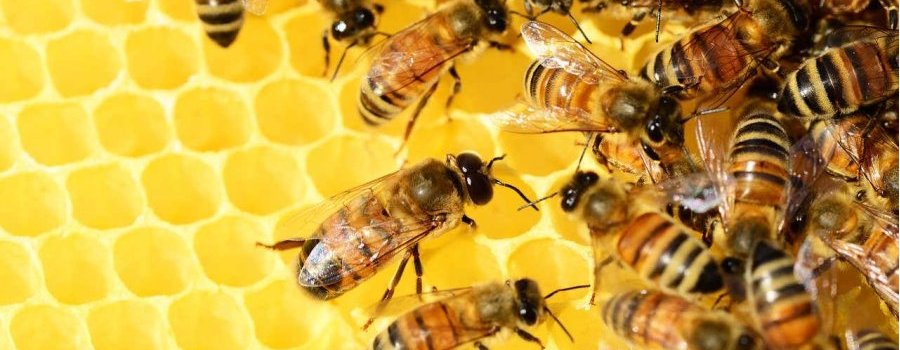 Vidéo : La mortalité des abeilles