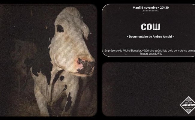 [Lyon - mardi 5 novembre 2024 à 20h30] Cow • Un documentaire de Andréa Arnold