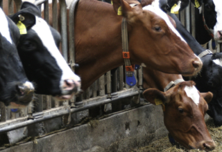L'épidémie de dermatose nodulaire contagieuse bovine : ce qu'il faut savoir