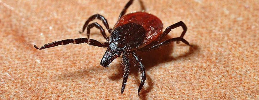 La bactérie dans la nature et sa transmission à l'être humain