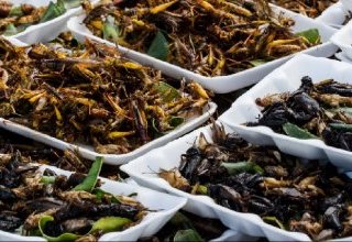 La consommation d'insectes ou de protéines d'insectes en Europe