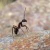 La fourmi serait-elle paresseuse ?