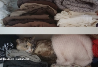 Utilité et dangers des catégorisations psychopathologiques