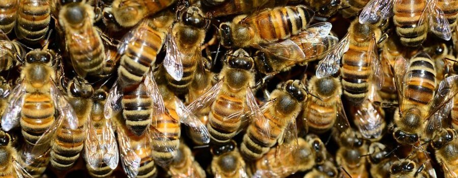 L'apipuncture : ou comment se soigner « naturellement » en massacrant des abeilles