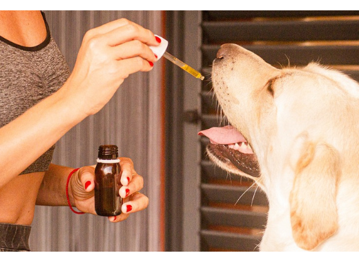 L'expérimentation animale est-elle encore utile en sciences biomédicales ?