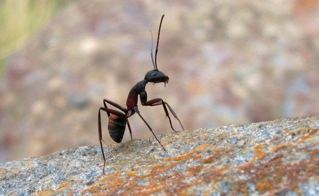 La fourmi serait-elle paresseuse ?