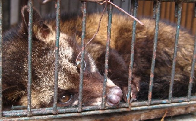 Épidémies : de l'animal à l'Homme