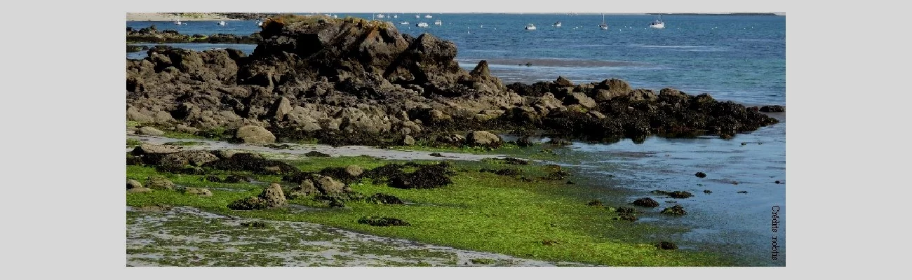 Les algues vertes sur le littoral breton : vers la fin d'une controverse ?