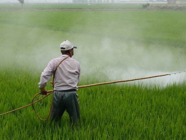 Les pesticides, une menace pour la biodiversité terrestre