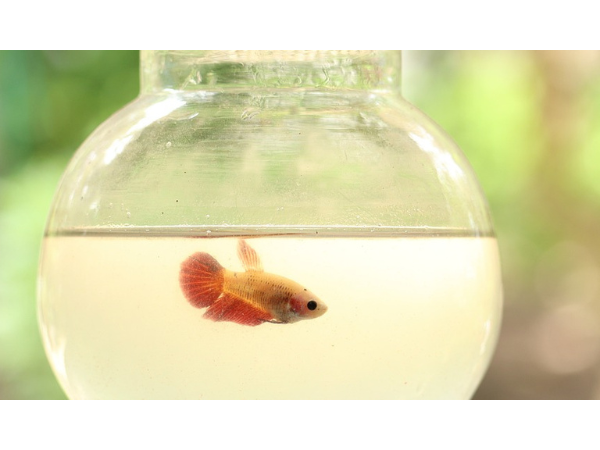 Expérimentation biomédicale et respect de l'animal