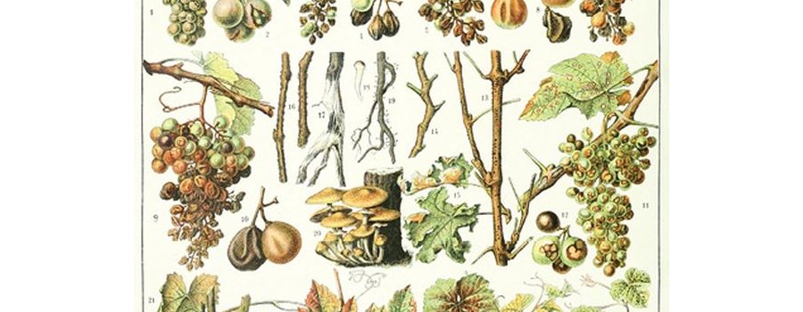 Biotechnologies végétales et biodiversité