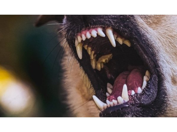 Risque de morsure de chien, ou le retour de la science