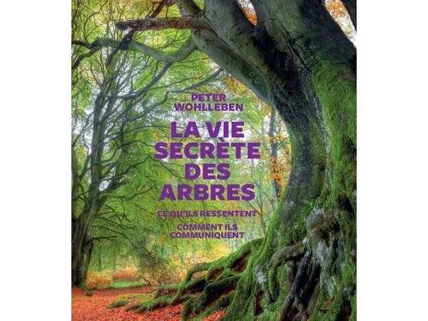 La vie secrète des arbres