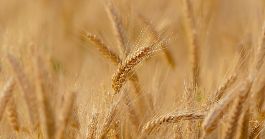 La principale variété de blé bio serait-elle génétiquement modifiée
