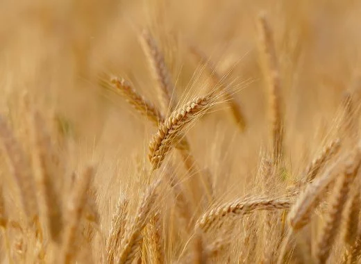 La principale variété de blé « bio » serait-elle génétiquement modifiée ?