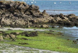 Les algues vertes sur le littoral breton : vers la fin d'une controverse ?