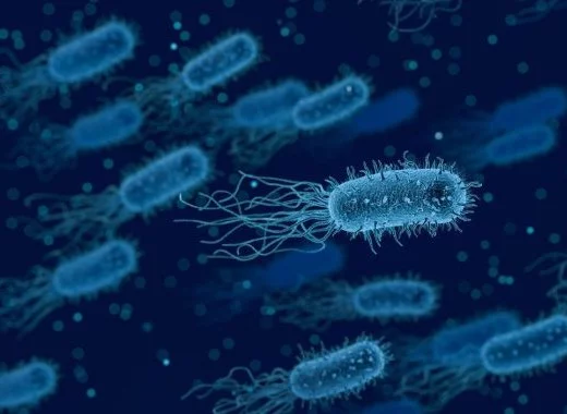 Une bactérie immunisée contre les virus