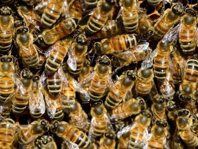 L'apipuncture : ou comment se soigner « naturellement » en massacrant des abeilles