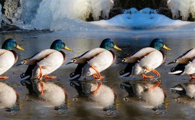 Oscillococcinum : Le petit canard a grandi