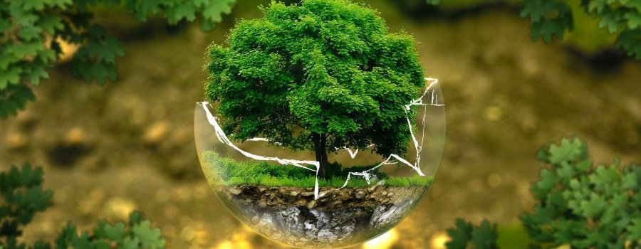 Vidéo : Les criseS de la biodiversité