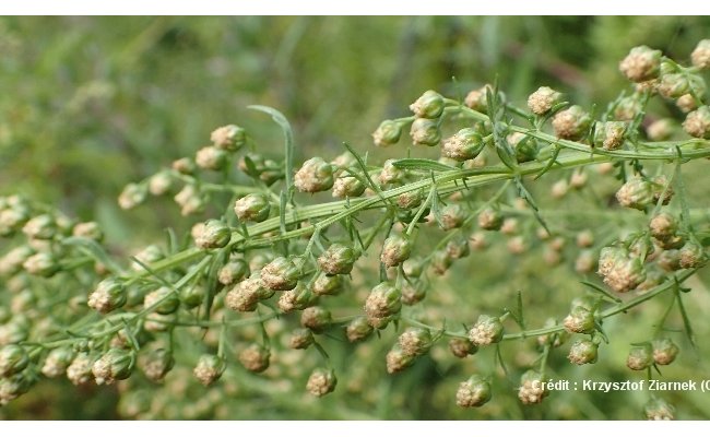 Artemisia annua, l'actrice, le professeur et le paludisme
