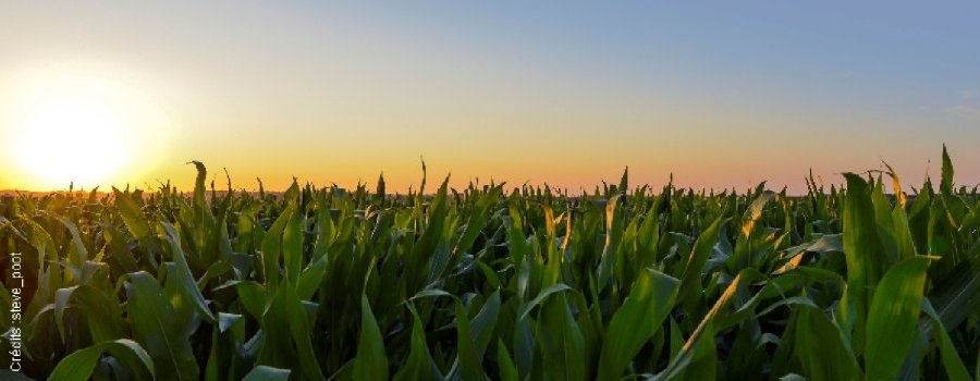 Les plantes génétiquement modifiées, l'alimentation et la santé